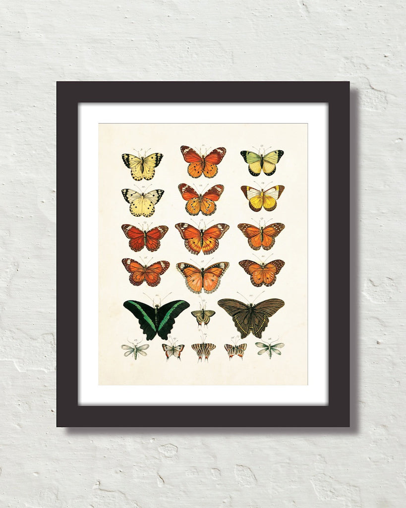 11X14_BUTTERFLY_PL1-BF-