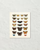 Vintage Butterfly Series Print No. 4