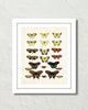 Vintage Butterfly Series Print No. 6