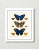 Vintage Butterfly Series Print No. 7