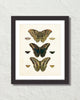 Vintage Butterfly Series Print No. 8
