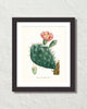 French Cactus Series No. 1 Botanical Art Print