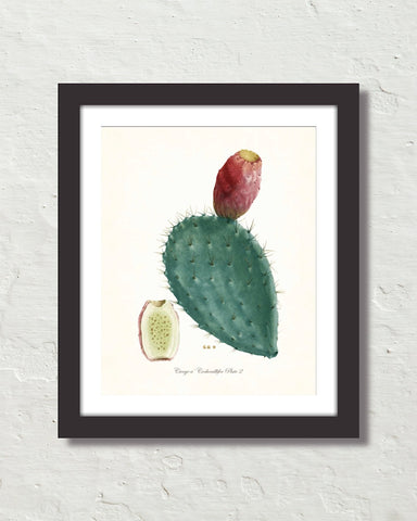 French Cactus Series No. 2 Botanical Art Print