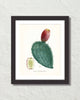 French Cactus Series No. 2 Botanical Art Print