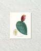 French Cactus Series No. 2 Botanical Art Print