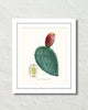 French Cactus Series No. 2 Botanical Art Print