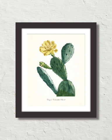 French Cactus Series No. 3 Botanical Art Print