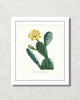 French Cactus Series No. 3 Botanical Art Print