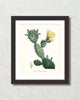 French Cactus Series No. 4 Botanical Art Print