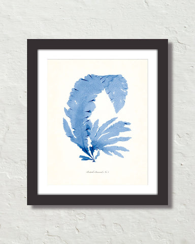 Vintage Indigo Blue British Seaweed No. 2 Print