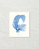 Vintage Indigo Blue British Seaweed No. 2 Print