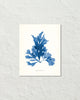 Vintage Indigo Blue British Seaweed No. 4 Print