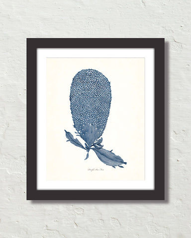 Vintage Indigo Blue Sea Fan No. 3 Print