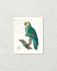 Vintage French Parrot Collage No. 10 Art Print