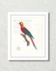 Vintage French Parrot Collage No. 40 Art Print