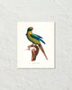 Vintage French Parrot No. 2 Art Print