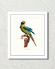 Vintage French Parrot No. 2 Art Print