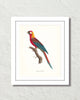 Vintage French Parrot No. 4 Art Print