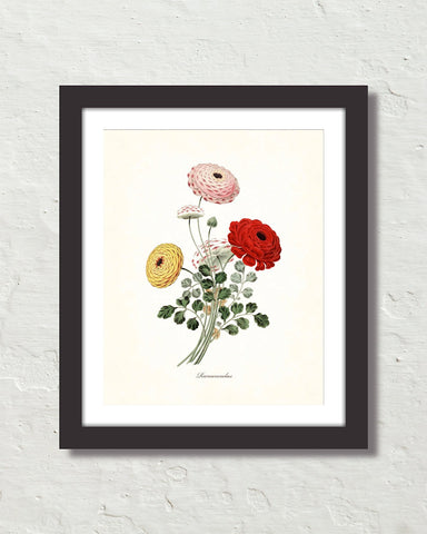 Ranunculas Botanical Art Print