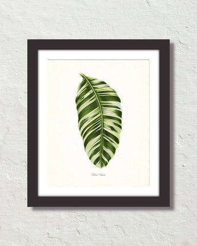 Vintage Tropical Leaf Musa Vittata No. 1 Botanical Print