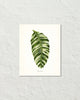 Vintage Tropical Leaf Musa Vittata No. 1 Botanical Print