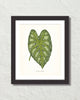 Vintage Tropical Leaf Caladium Mirabile No. 2 Botanical Print