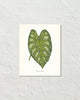 Vintage Tropical Leaf Caladium Mirabile No. 2 Botanical Print