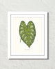Vintage Tropical Leaf Caladium Mirabile No. 2 Botanical Print