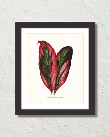 Vintage Tropical Leaf Dracaena No. 3 Botanical Print