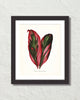 Vintage Tropical Leaf Dracaena No. 3 Botanical Print