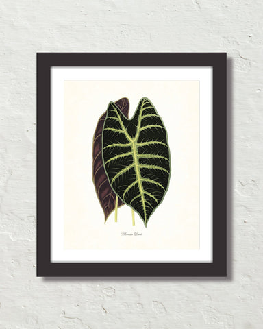 Vintage Tropical Leaf Alocasia No. 4 Botanical Print