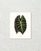 Vintage Tropical Leaf Alocasia No. 4 Botanical Print
