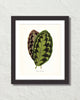 Vintage Tropical Leaf Calathea No. 5 Botanical Print