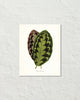 Vintage Tropical Leaf Calathea No. 5 Botanical Print