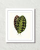 Vintage Tropical Leaf Calathea No. 5 Botanical Print