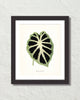 Vintage Tropical Leaf Alocasia No. 7 Botanical Print