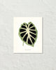 Vintage Tropical Leaf Alocasia No. 7 Botanical Print