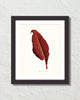 Vintage Tropical Leaf Canna No. 8 Botanical Print