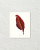 Vintage Tropical Leaf Canna No. 8 Botanical Print