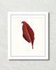 Vintage Tropical Leaf Canna No. 8 Botanical Print