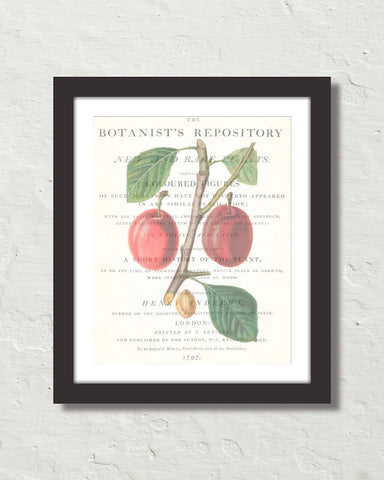 Vintage Plum Collage No. 6