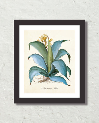 Aloe Americana Giclee Art Print