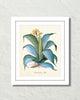 Aloe Americana Giclee Art Print