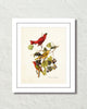 Vintage Audubon Summer Tanager Bird Art Print