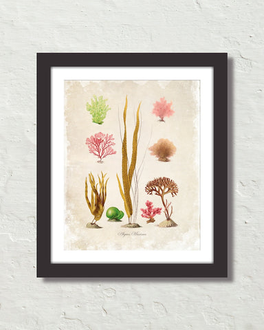 French Seaweed No. 32 Art Print
