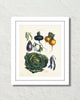 Antique French Vegetable No. 21 Botanical Print