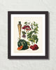 Antique French Vegetable No. 30 Botanical Print