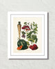 Antique French Vegetable No. 30 Botanical Print