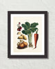 Antique French Vegetable No. 32 Botanical Print