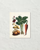 Antique French Vegetable No. 32 Botanical Print